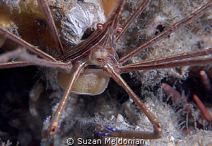 A little Arrow Crab with eggs. They look like they are he... by Suzan Meldonian 